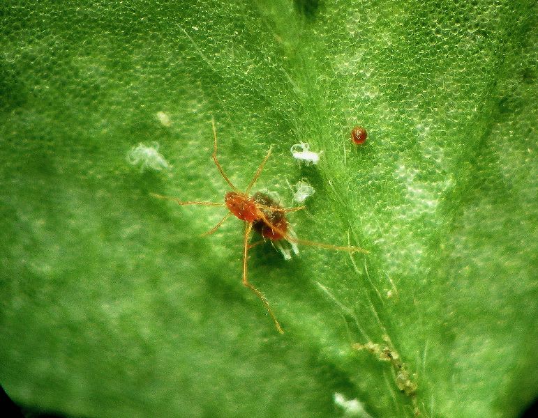 Ragnetto (acaro) predatore